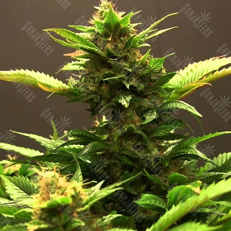 Diesel feminised Dinafem Seeds Diesel feminised Dinafem Seeds