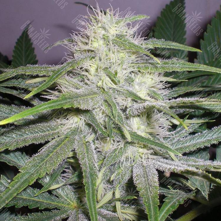 семена конопли гидропоники Auto Chuck Chuck feminised Bang Seeds семена конопли гидропоники Auto Chuck Chuck feminised Bang Seeds
