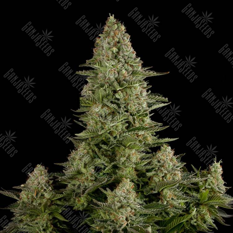 семена конопли Auto White Widow CBD feminised Dinafem Seeds семена конопли Auto White Widow CBD feminised Dinafem Seeds