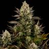 семена конопли медицинских сортов Dinafem Seeds семена конопли медицинских сортов Dinafem Seeds