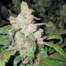 семена конопли аутдор Lemon Thai Kush regular Humboldt Seeds семена конопли аутдор Lemon Thai Kush regular Humboldt Seeds