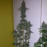 семена конопли дешево Lemon Thai Kush regular Humboldt Seeds семена конопли дешево Lemon Thai Kush regular Humboldt Seeds