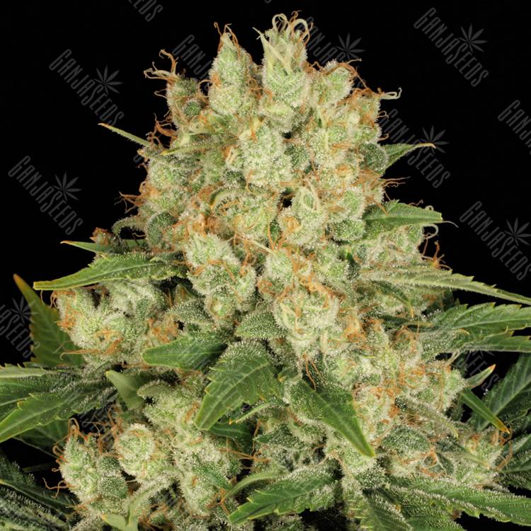 семена конопли для посадки купить AK-47 feminised Serious Seeds семена конопли для посадки купить AK-47 feminised Serious Seeds
