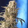 семена конопли курьером AK-47 feminised Serious Seeds семена конопли курьером AK-47 feminised Serious Seeds