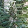 семена конопли Россия Red Mandarine F1 Fast Version feminised Sweet Seeds семена конопли Россия Red Mandarine F1 Fast Version feminised Sweet Seeds