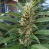 заказ семян конопли Москва Red Mandarine F1 Fast Version feminised Sweet Seeds заказ семян конопли Москва Red Mandarine F1 Fast Version feminised Sweet Seeds