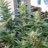 семена конопли курьером Red Mandarine F1 Fast Version feminised Sweet Seeds семена конопли курьером Red Mandarine F1 Fast Version feminised Sweet Seeds