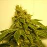 семена конопли для выращивания White Widow feminised семена конопли для выращивания White Widow feminised