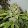 семена конопли гидропоники White Widow feminised семена конопли гидропоники White Widow feminised