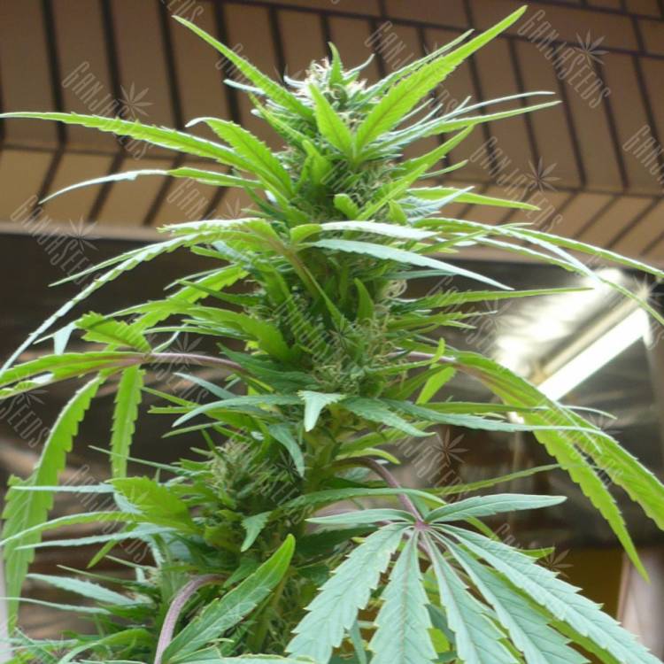 семена конопли аутдор Purple Paro Valley feminised Mandala Seeds семена конопли аутдор Purple Paro Valley feminised Mandala Seeds