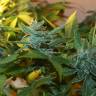 Think Fast feminised Dutch Passion Seeds Think Fast feminised Dutch Passion Seeds