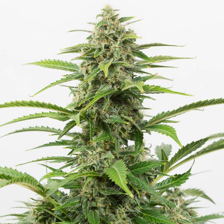 семена конопли дешево Auto Emba feminised Bang Seeds семена конопли дешево Auto Emba feminised Bang Seeds