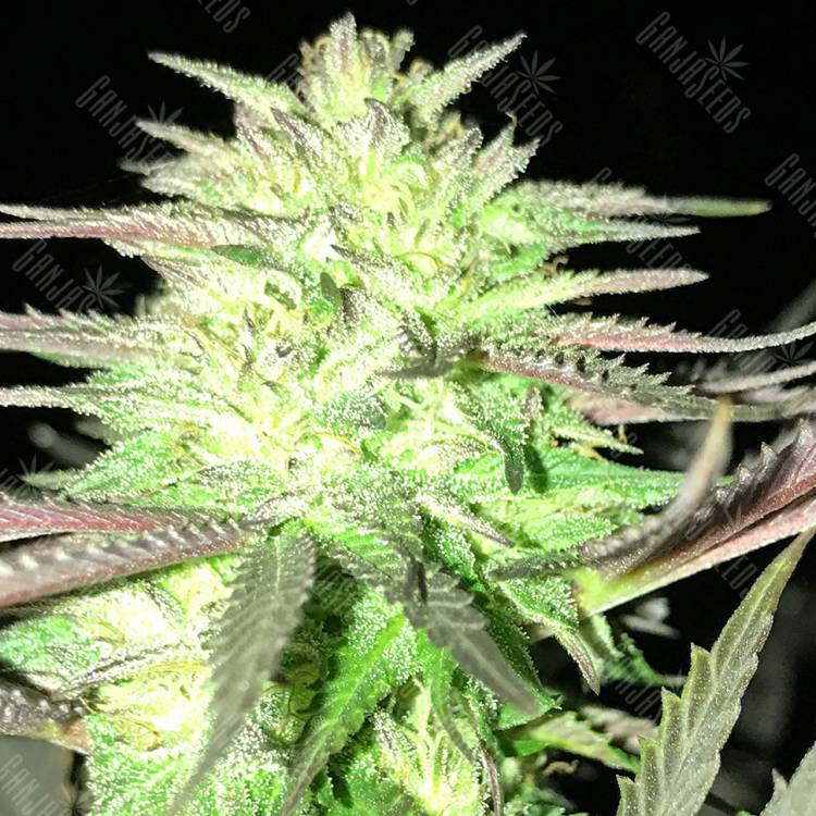 семена конопли аутдор Auto Ultraviolet regular семена конопли аутдор Auto Ultraviolet regular