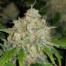 семена конопли для посадки купить Auto Zkittlez feminised Fast Buds