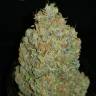 семена конопли марихуаны Auto Zkittlez feminised Fast Buds