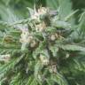 семена конопли для выращивания Biddy Early feminised Serious Seeds семена конопли для выращивания Biddy Early feminised Serious Seeds