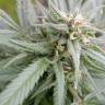 семена конопли аутдор Biddy Early feminised Serious Seeds семена конопли аутдор Biddy Early feminised Serious Seeds