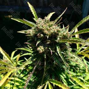 Auto Somango feminised GanjaLiveSeeds