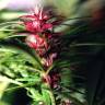 Twilight feminised Dutch Passion Seeds