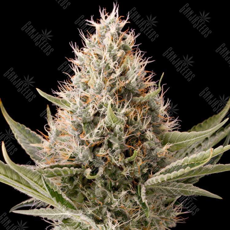 Dinamex feminised Dinafem Seeds Dinamex feminised Dinafem Seeds