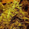 семена конопли для посадки купить Medusa feminised Nirvana Seeds семена конопли для посадки купить Medusa feminised Nirvana Seeds