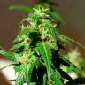 семена конопли в фирменной упаковке Auto Super Skunk feminised Ganja Live Seeds семена конопли в фирменной упаковке Auto Super Skunk feminised Ganja Live Seeds