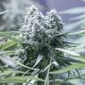 Critical CBG feminised Ganja Seeds Critical CBG feminised Ganja Seeds
