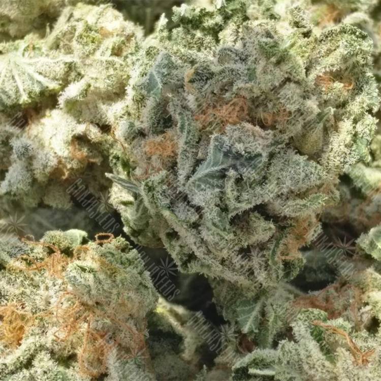 семена конопли в фирменной упаковке White Magic feminised Mandala Seeds семена конопли в фирменной упаковке White Magic feminised Mandala Seeds