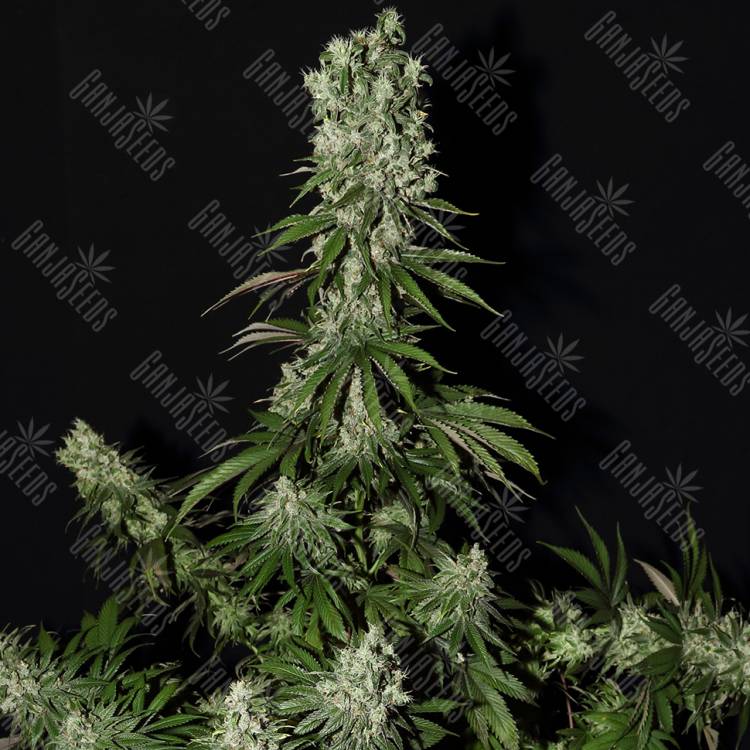 заказать на сайте семена конопли White Strawberry Skunk feminised Strain Hunters Seeds заказать на сайте семена конопли White Strawberry Skunk feminised Strain Hunters Seeds