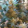 Ultra Skunk feminised Dutch Passion Seeds Ultra Skunk feminised Dutch Passion Seeds