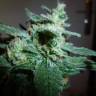 Gorilla feminised Dinafem Seeds