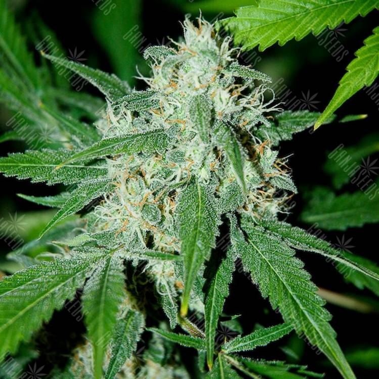 семена культурной конопли купить Haze Mist feminised Advanced Seeds семена культурной конопли купить Haze Mist feminised Advanced Seeds