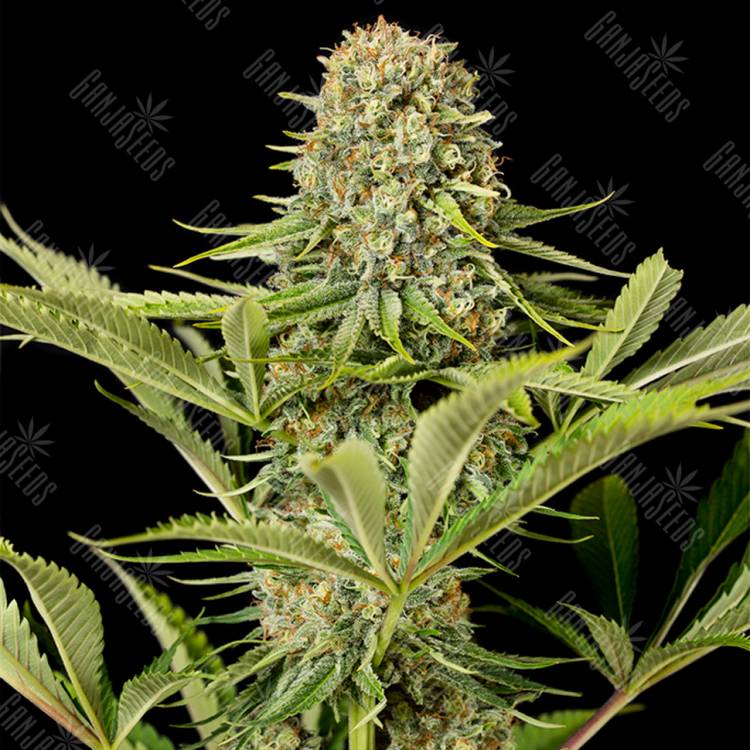 семена конопли интернет магазин Critical Jack feminised Dinafem Seeds семена конопли интернет магазин Critical Jack feminised Dinafem Seeds