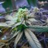 заказ семян конопли Sour Blueberry regular Humboldt Seeds