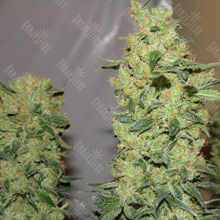 семена конопли в фирменной упаковке Chronic feminised Serious Seeds семена конопли в фирменной упаковке Chronic feminised Serious Seeds