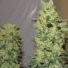 семена конопли в фирменной упаковке Chronic feminised Serious Seeds семена конопли в фирменной упаковке Chronic feminised Serious Seeds