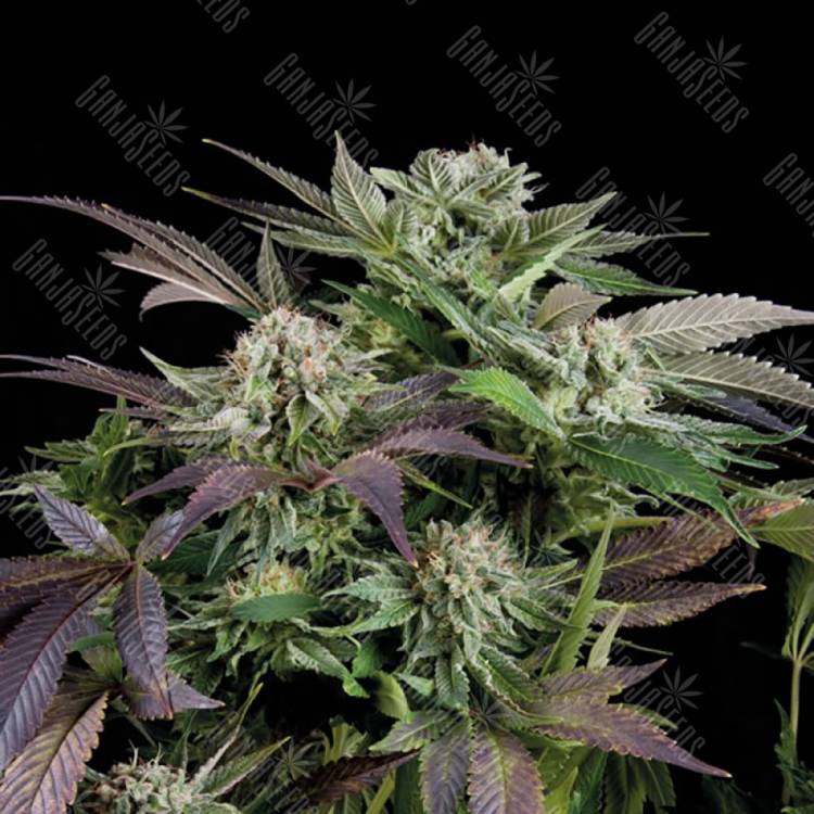 семена конопли скороспелый купить Auto Blueberry feminised Trikoma Seeds семена конопли скороспелый купить Auto Blueberry feminised Trikoma Seeds