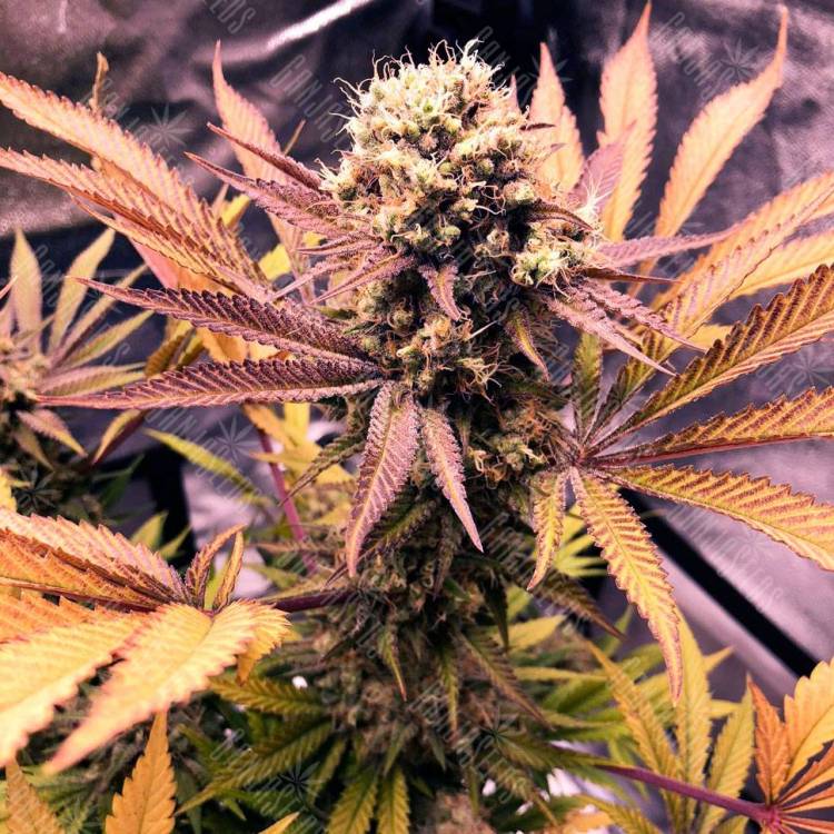 Семена марихуаны Auto Blueberry feminised GanjaLiveSeeds Семена марихуаны Auto Blueberry feminised GanjaLiveSeeds