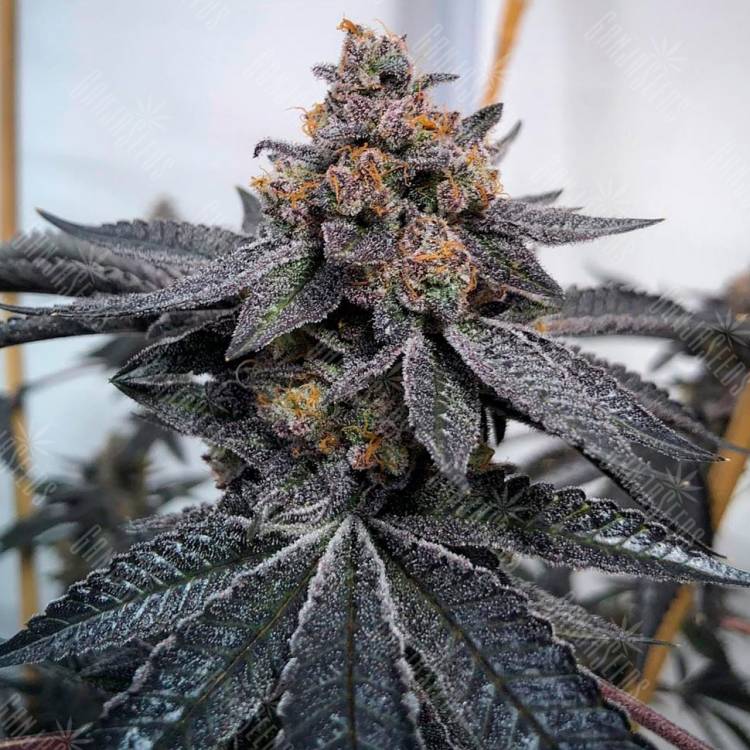 Семена конопли Dos-Si-Dos feminised Ganja Seeds купить Семена конопли Dos-Si-Dos feminised Ganja Seeds купить