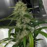 Семена конопли Dos-Si-Dos feminised Ganja Seeds Семена конопли Dos-Si-Dos feminised Ganja Seeds