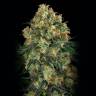 семена индийской конопли Auto Candy Kush regular семена индийской конопли Auto Candy Kush regular