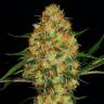 семена конопли в фирменной упаковке Auto Candy Kush regular семена конопли в фирменной упаковке Auto Candy Kush regular