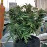 White Widow feminised Dutch Passion Seeds