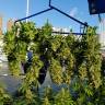 White Widow feminised Dutch Passion Seeds