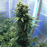 семена конопли в фирменной упаковке New York Diesel regular Ganja Seeds