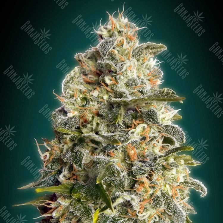семена конопли для посадки купить Heavy Bud feminised Advanced Seeds семена конопли для посадки купить Heavy Bud feminised Advanced Seeds