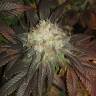 заказать качественные семена конопли Sour Diesel #2 regular Humboldt Seeds