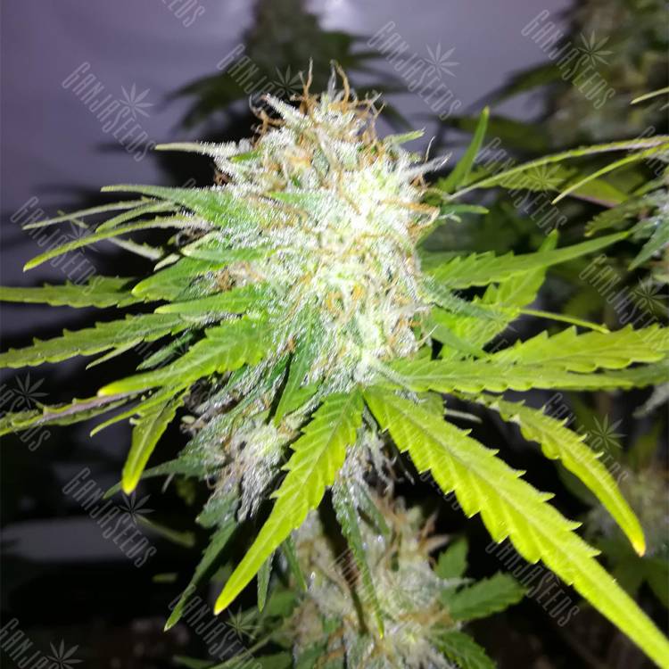 качественные семена конопли Auto Cheesy CBD feminised Philosopher Seeds качественные семена конопли Auto Cheesy CBD feminised Philosopher Seeds