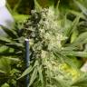 урожайные семена конопли Double Dutch feminised Serious Seeds