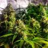 Grapefruit CBD feminised Ganja Seeds Grapefruit CBD feminised Ganja Seeds
